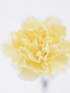Fd038_l