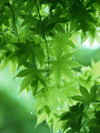 Fa015_l Fa015_l