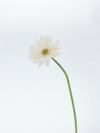 Fd016_l