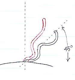立ち耳の概念