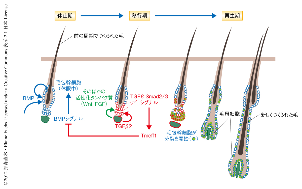 毛包のサイクル