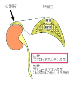 副腎