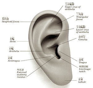 耳の図