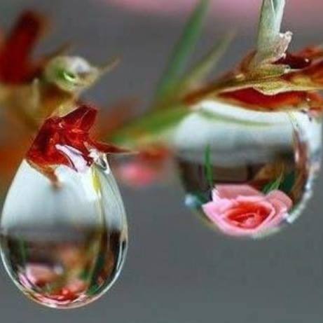 imagephoto flower-in-waterdrop